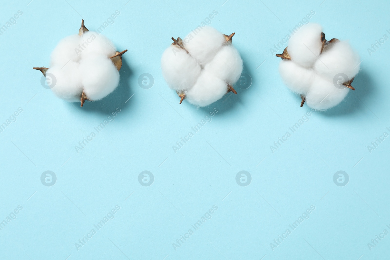 Photo of Fluffy cotton flowers on light blue background, flat lay. Space for text