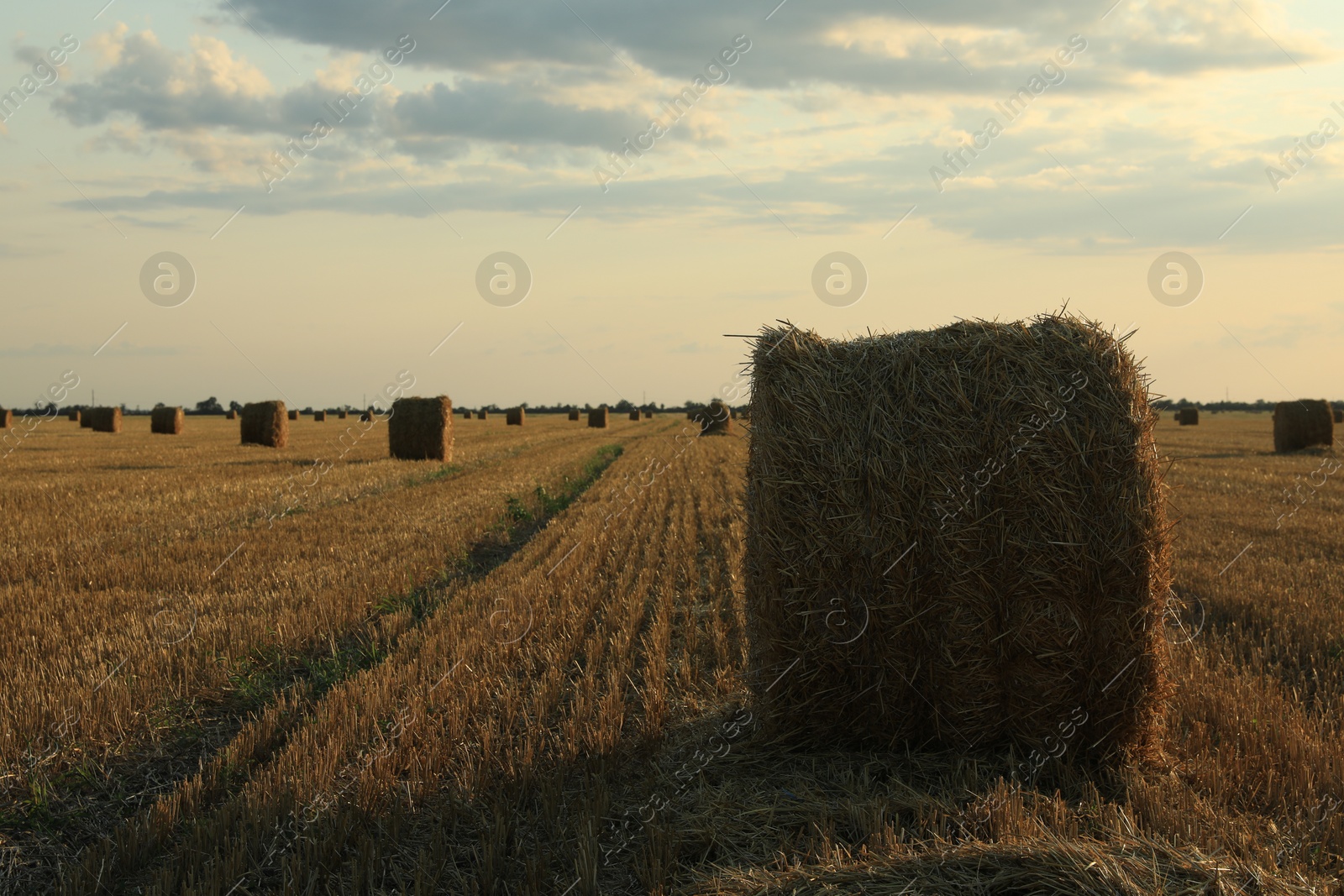 Photo of Beautiful view of agricultural field with hay bales