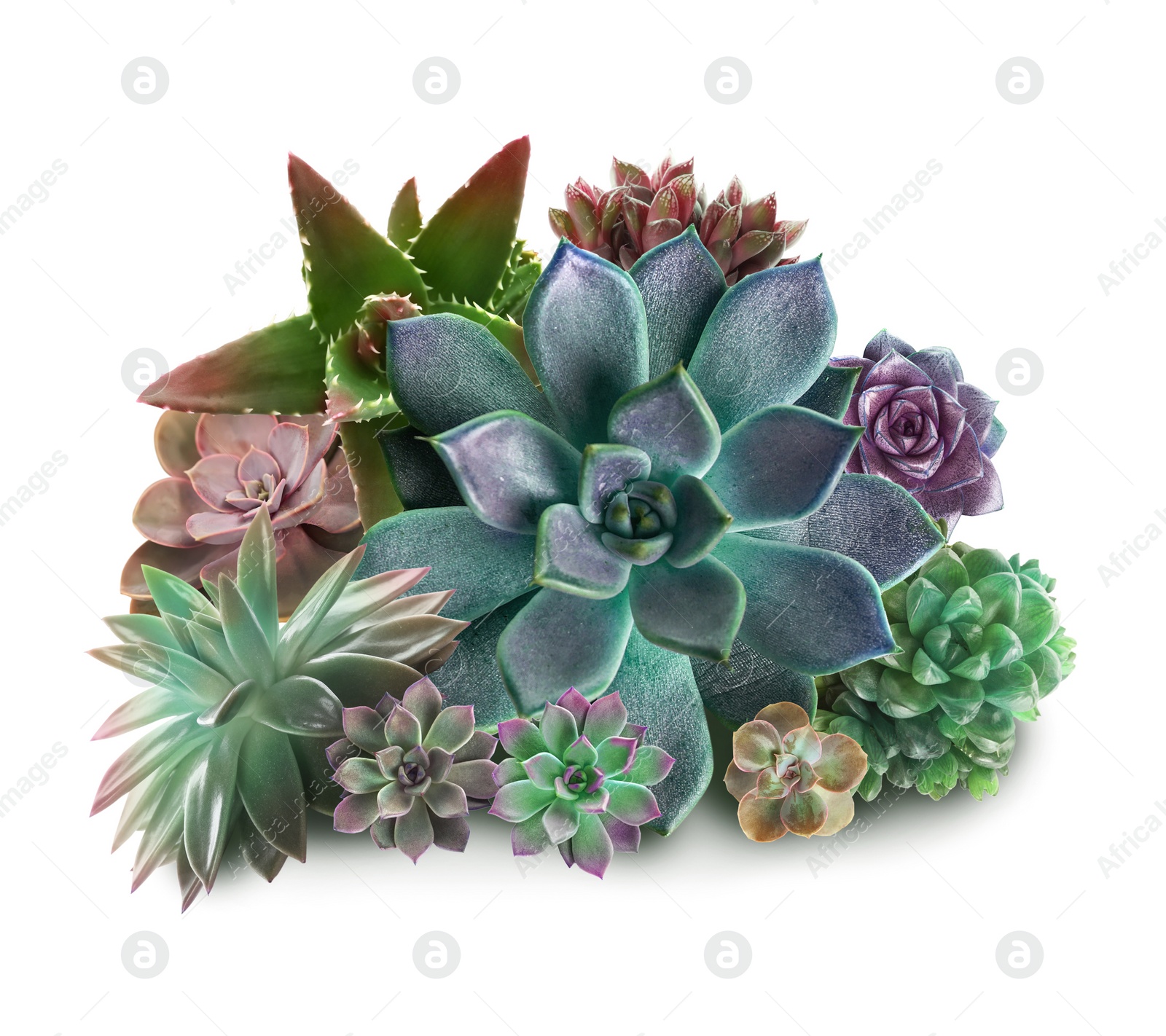 Image of Collection of different beautiful succulents on white background