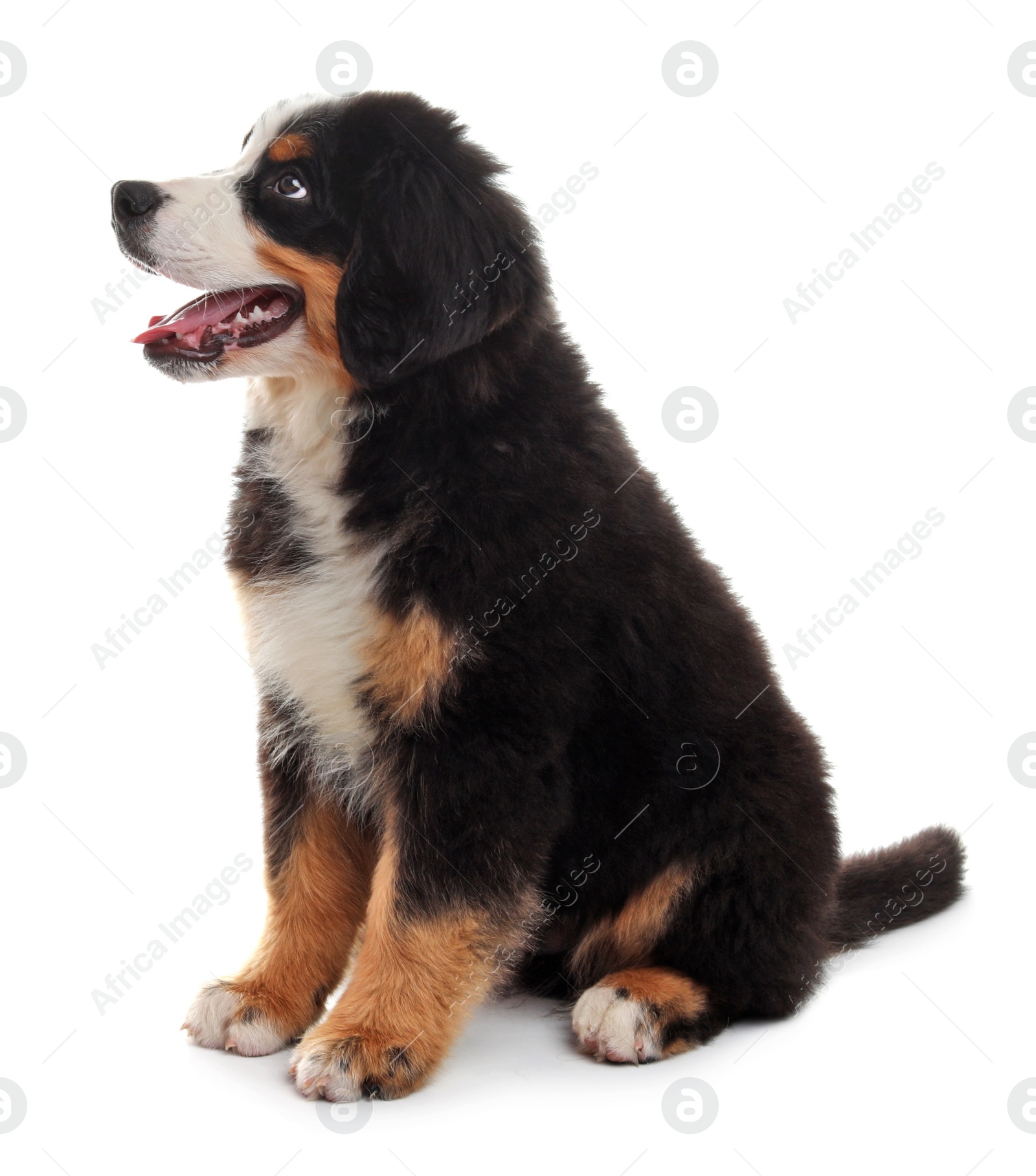 Photo of Adorable Bernese Mountain Dog puppy on white background