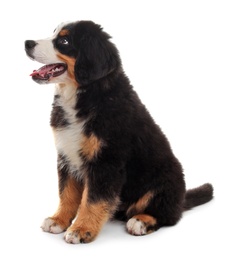 Adorable Bernese Mountain Dog puppy on white background