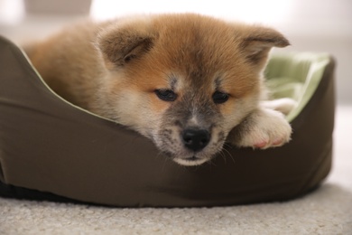 Photo of Adorable Akita Inu puppy in dog bed indoors, closeup