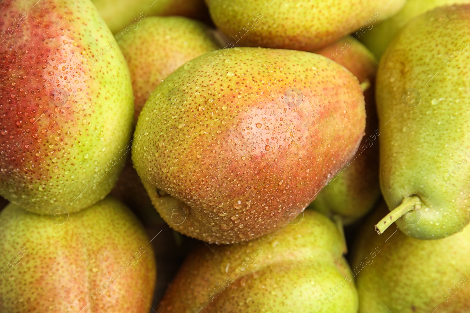 Photo of Many ripe juicy pears with water drops as background, closeup