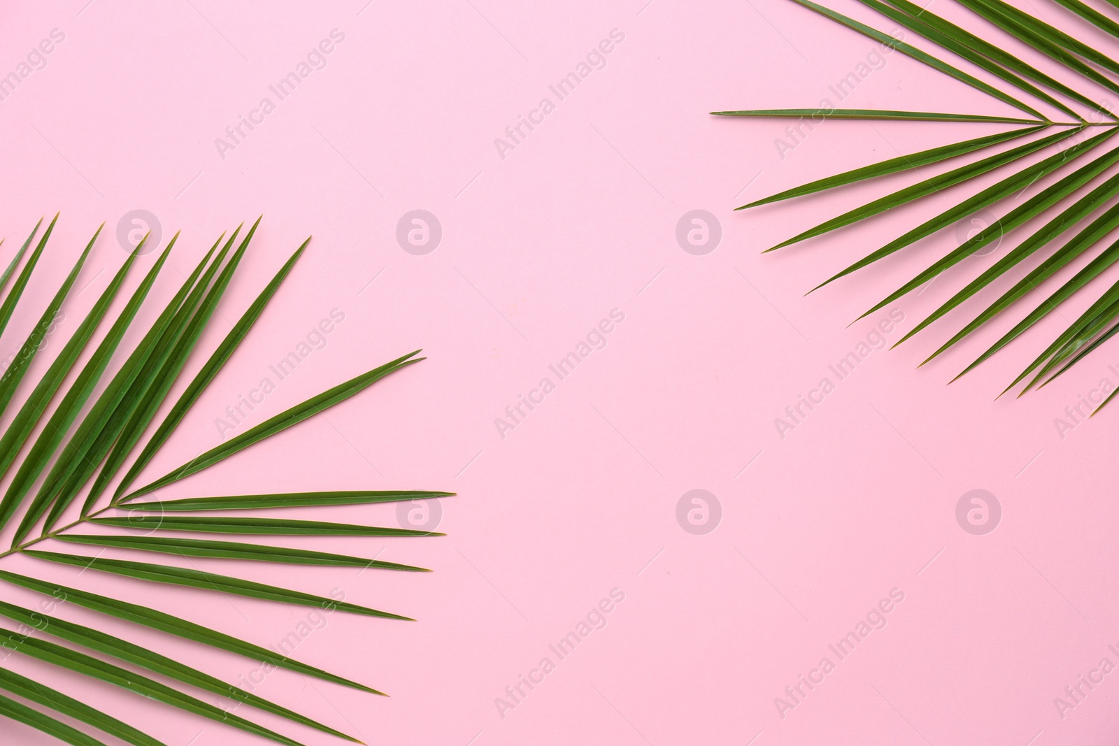 Photo of Beautiful tropical leaves on color background, top view