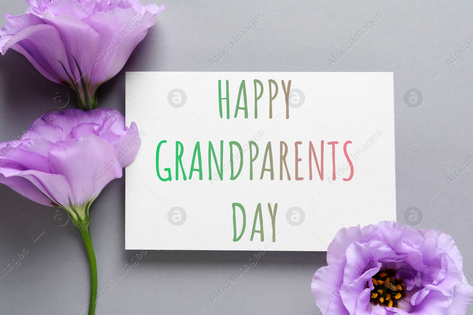 Image of Beautiful Eustoma flowers and phrase HAPPY GRANDPARENTS DAY on gray background