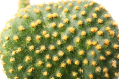 Beautiful green Opuntia cactus on white background, closeup