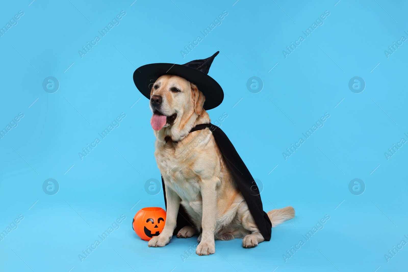 Photo of Cute Labrador Retriever dog in black cloak and hat with Halloween bucket on light blue background