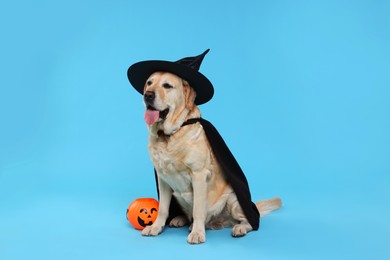 Photo of Cute Labrador Retriever dog in black cloak and hat with Halloween bucket on light blue background