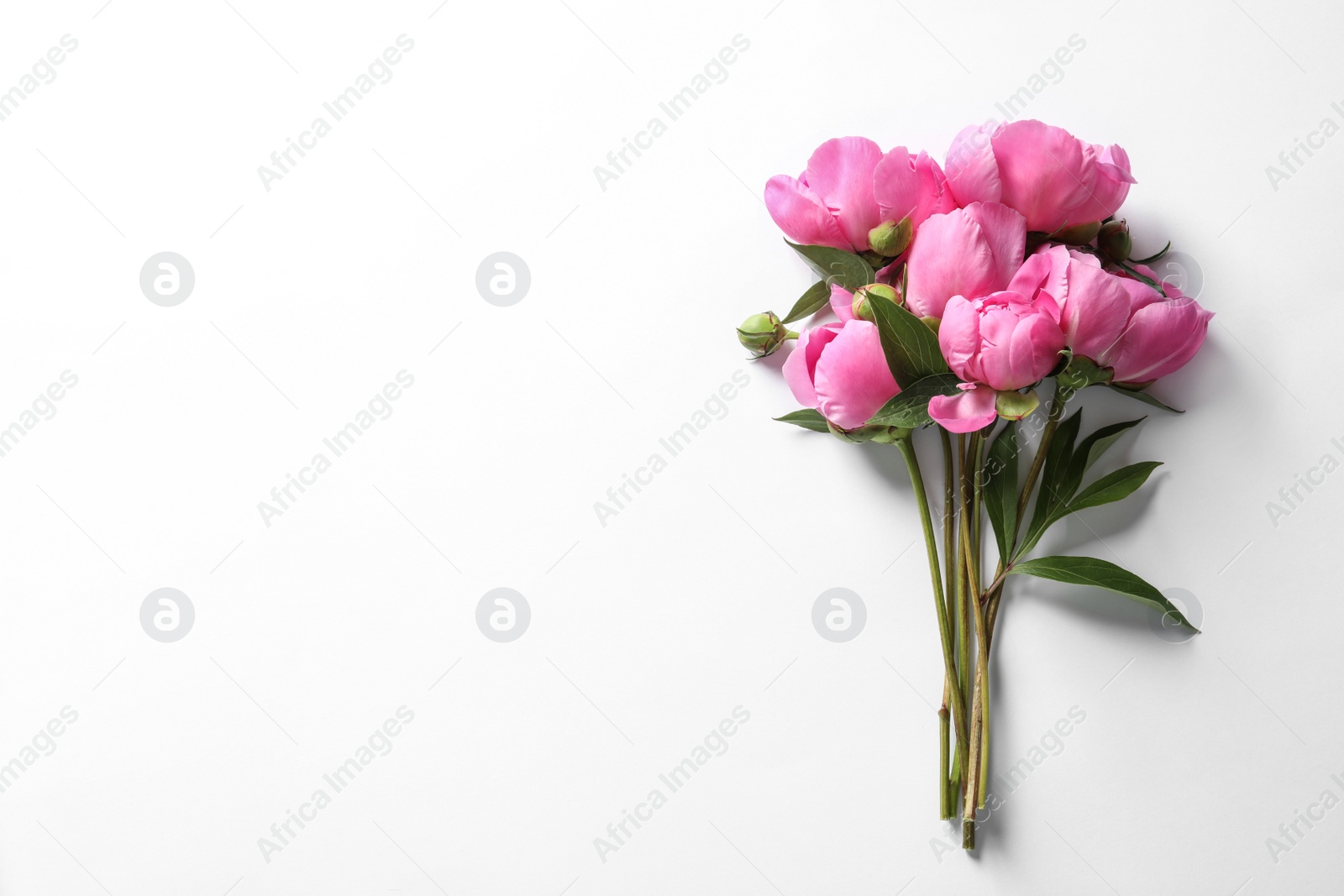 Photo of Fragrant peonies on white background, top view. Beautiful spring flowers