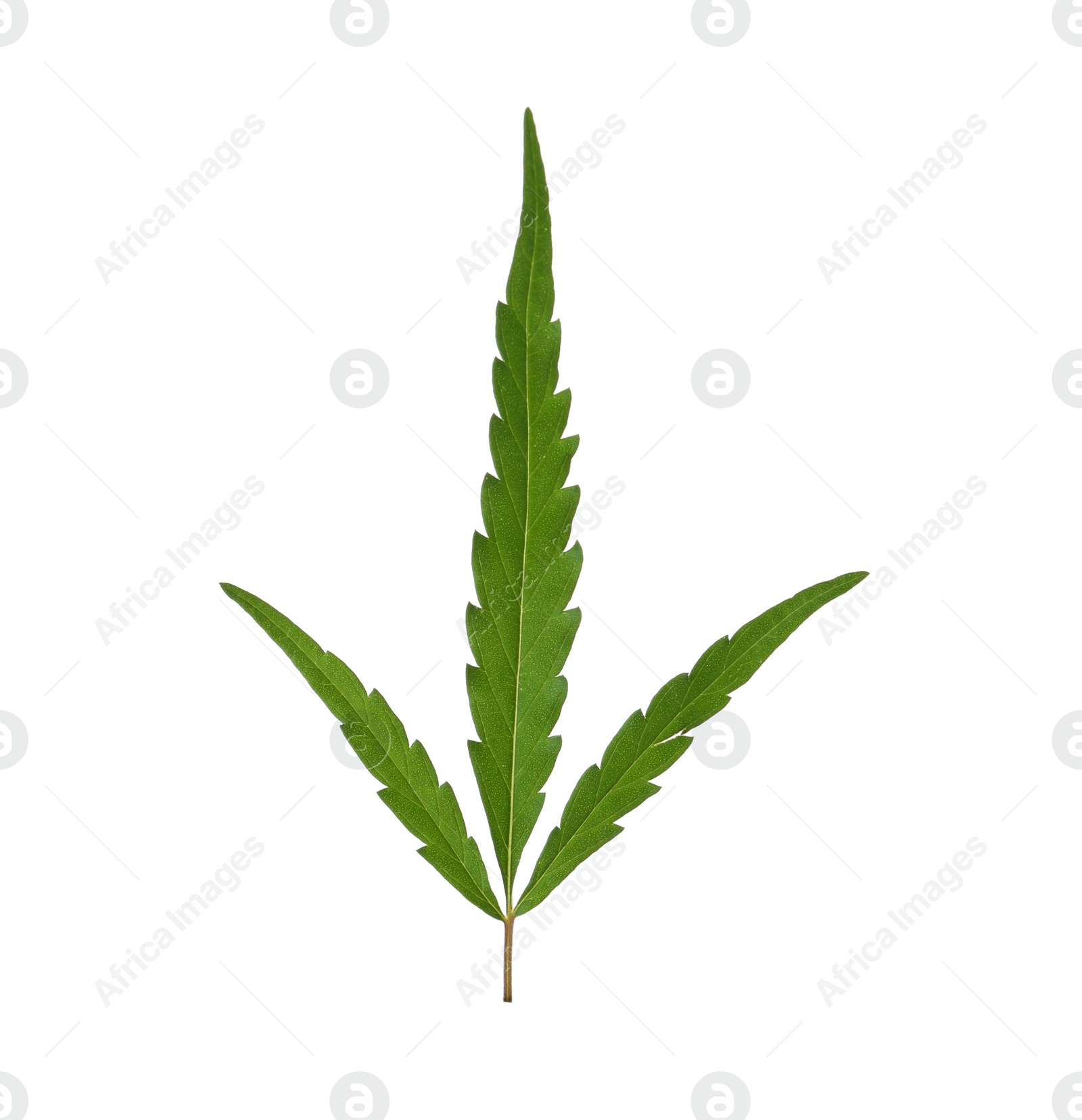 Photo of Fresh green hemp leaf on white background