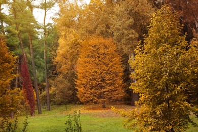 Beautiful view of meadow in autumn forest