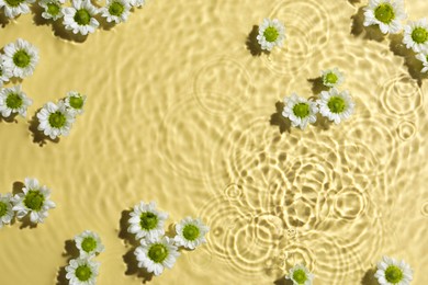 Beautiful chrysanthemum flowers in water on pale yellow background, top view