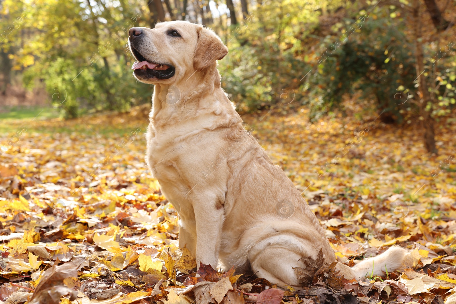 Photo of Cute Labrador Retriever dog on fallen leaves in sunny autumn park