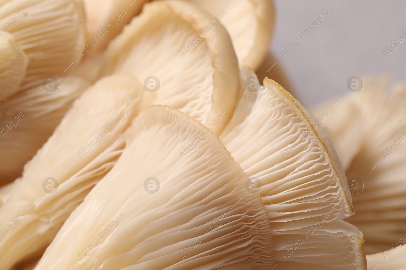 Photo of Fresh oyster mushrooms on grey background, macro view