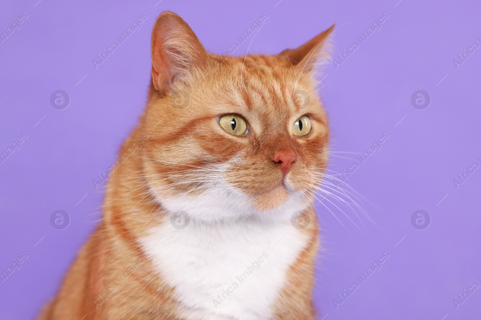 Photo of Adorable red fluffy cat on lilac background