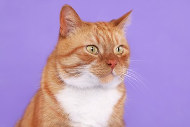 Adorable red fluffy cat on lilac background