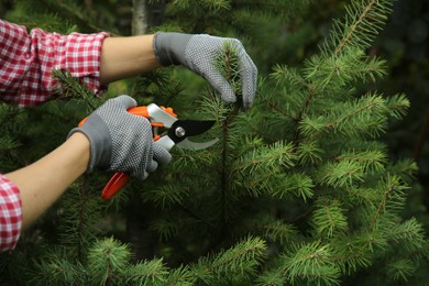 Photo of Woman pruning fir tree with secateurs in garden, closeup