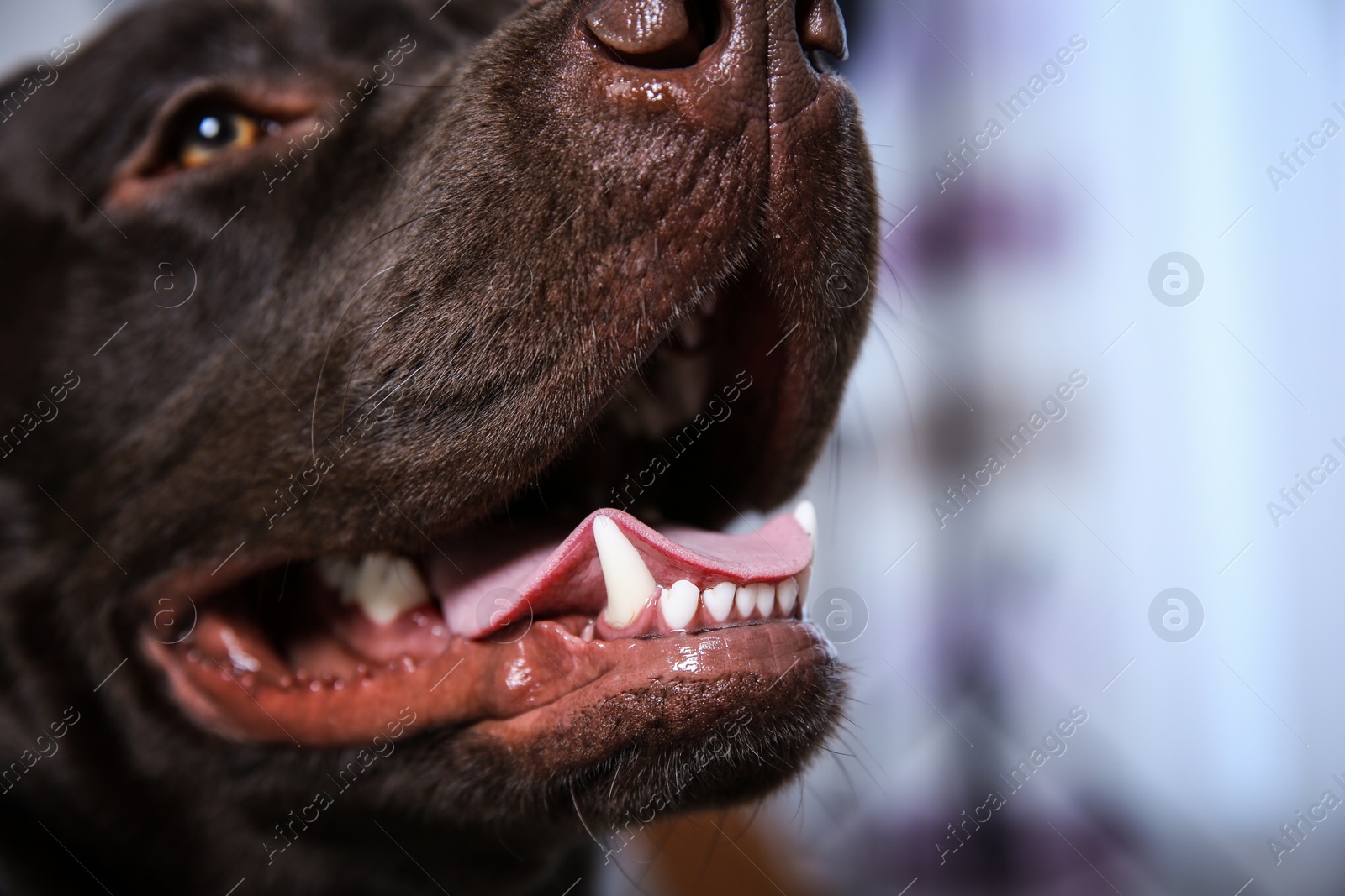 Photo of Chocolate Labrador retriever showing its teeth indoors, closeup