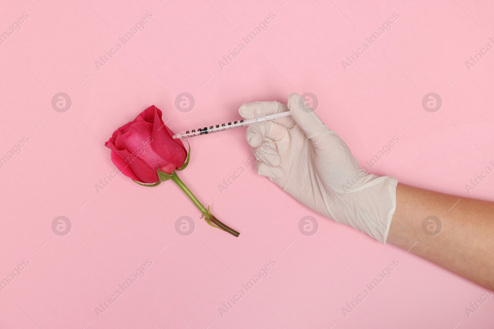 Photo of Doctor making injection to rose on pink background, top view