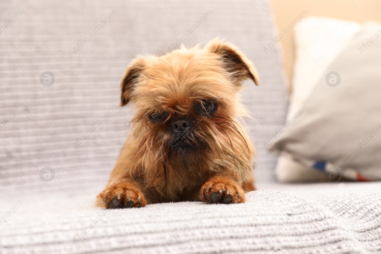 Photo of Studio portrait of funny Brussels Griffon dog lying on sofa