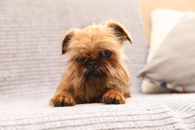 Photo of Studio portrait of funny Brussels Griffon dog lying on sofa