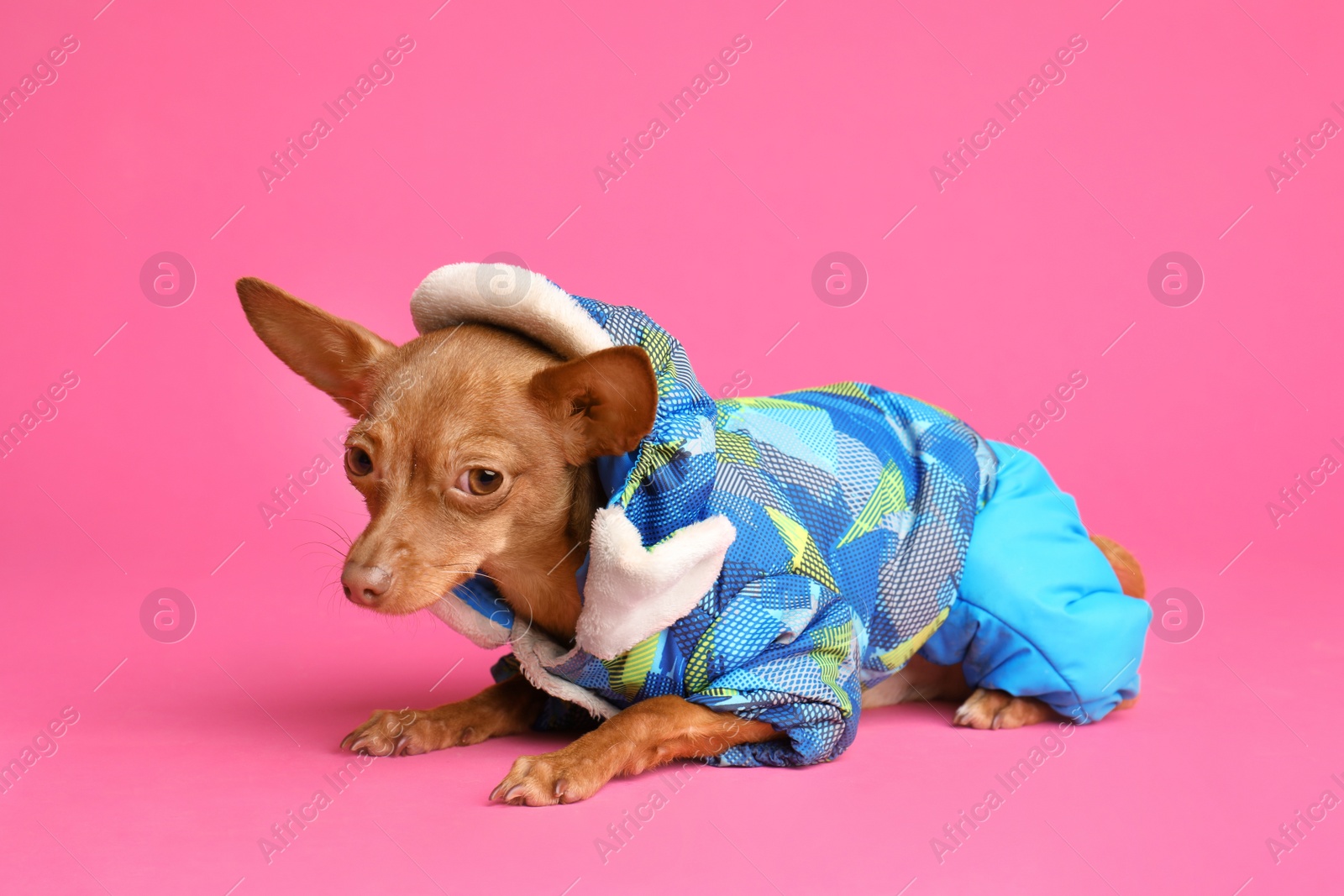 Photo of Cute toy terrier in warm clothes on color background. Domestic dog