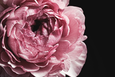 Photo of Beautiful fresh ranunculus on black background, closeup. Floral card design with dark vintage effect