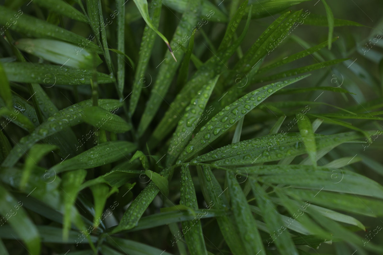 Photo of Beautiful chamaedorea palm with wet green leaves, closeup