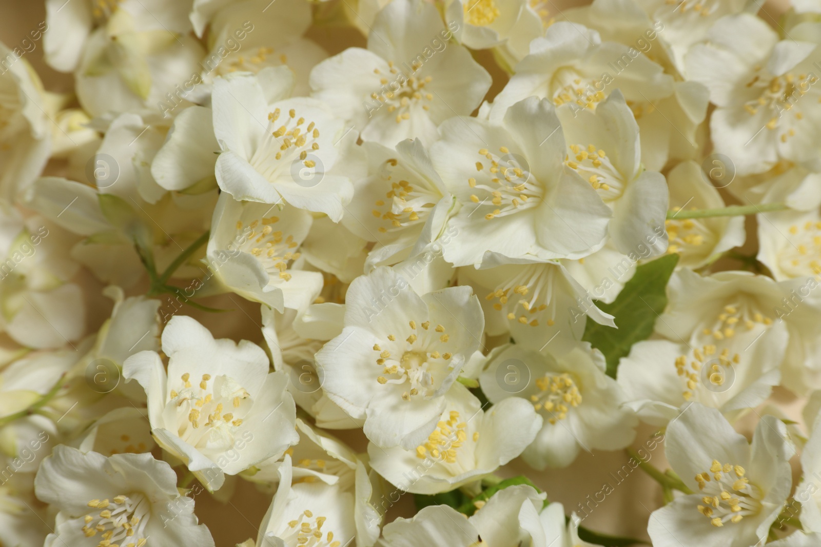 Photo of Many aromatic jasmine flowers as background, above view