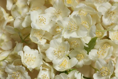 Photo of Many aromatic jasmine flowers as background, above view