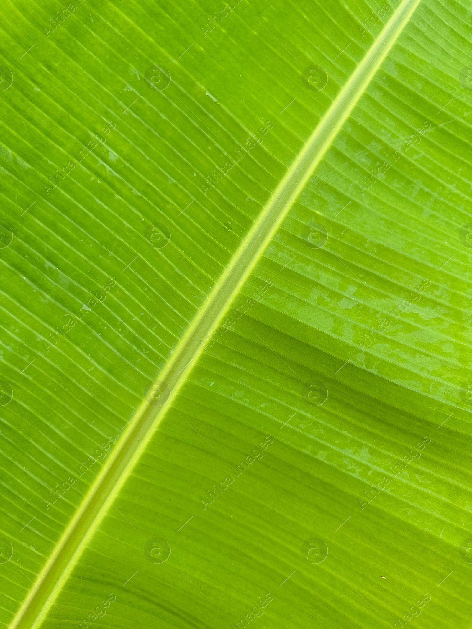 Photo of Closeup view of fresh green banana leaf as background