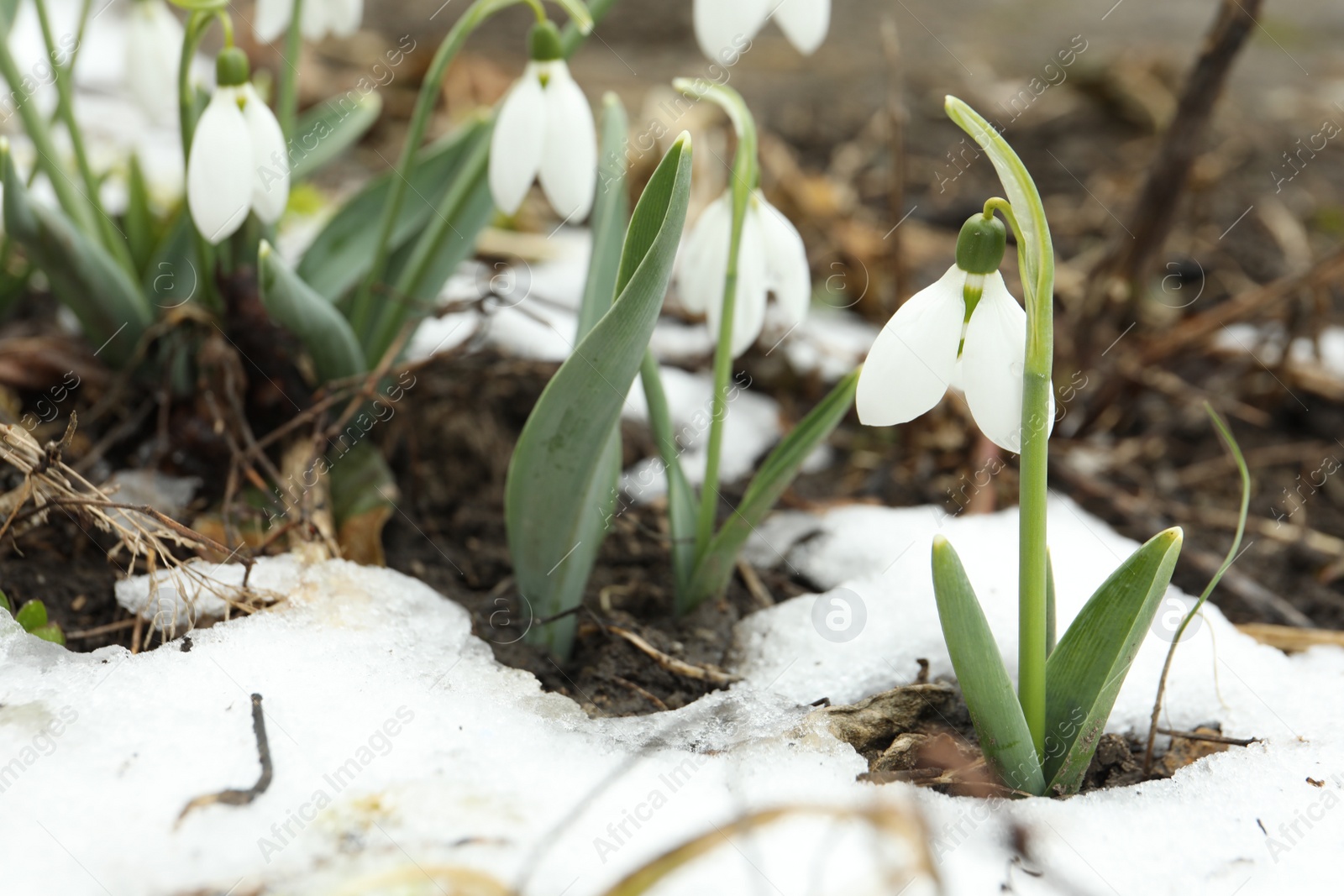 Photo of Beautiful blooming snowdrops growing outdoors, space for text. Spring flowers