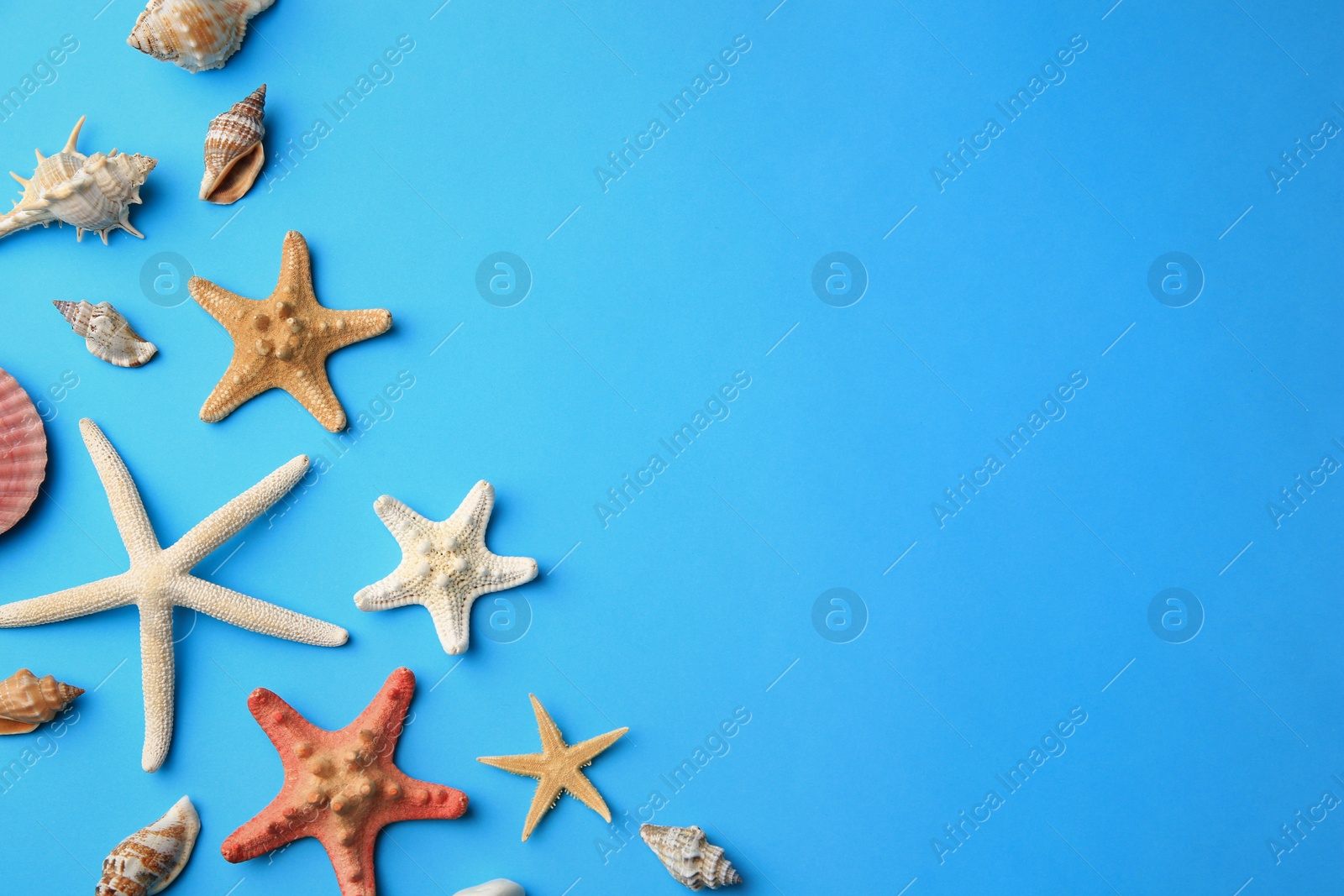 Photo of Many starfishes and shells on blue background, flat lay. Space for text