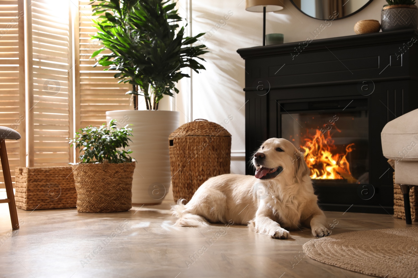 Photo of Adorable Golden Retriever dog on floor near electric fireplace indoors