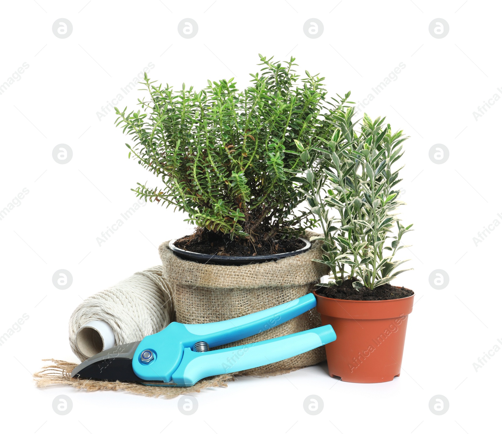 Photo of Plants, rope and pruner on white background. Professional gardening tool