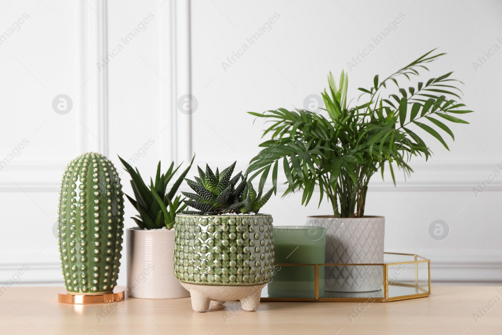 Photo of Beautiful Chamaedorea, Aloe and Haworthia in pots with decor on wooden table. Different house plants