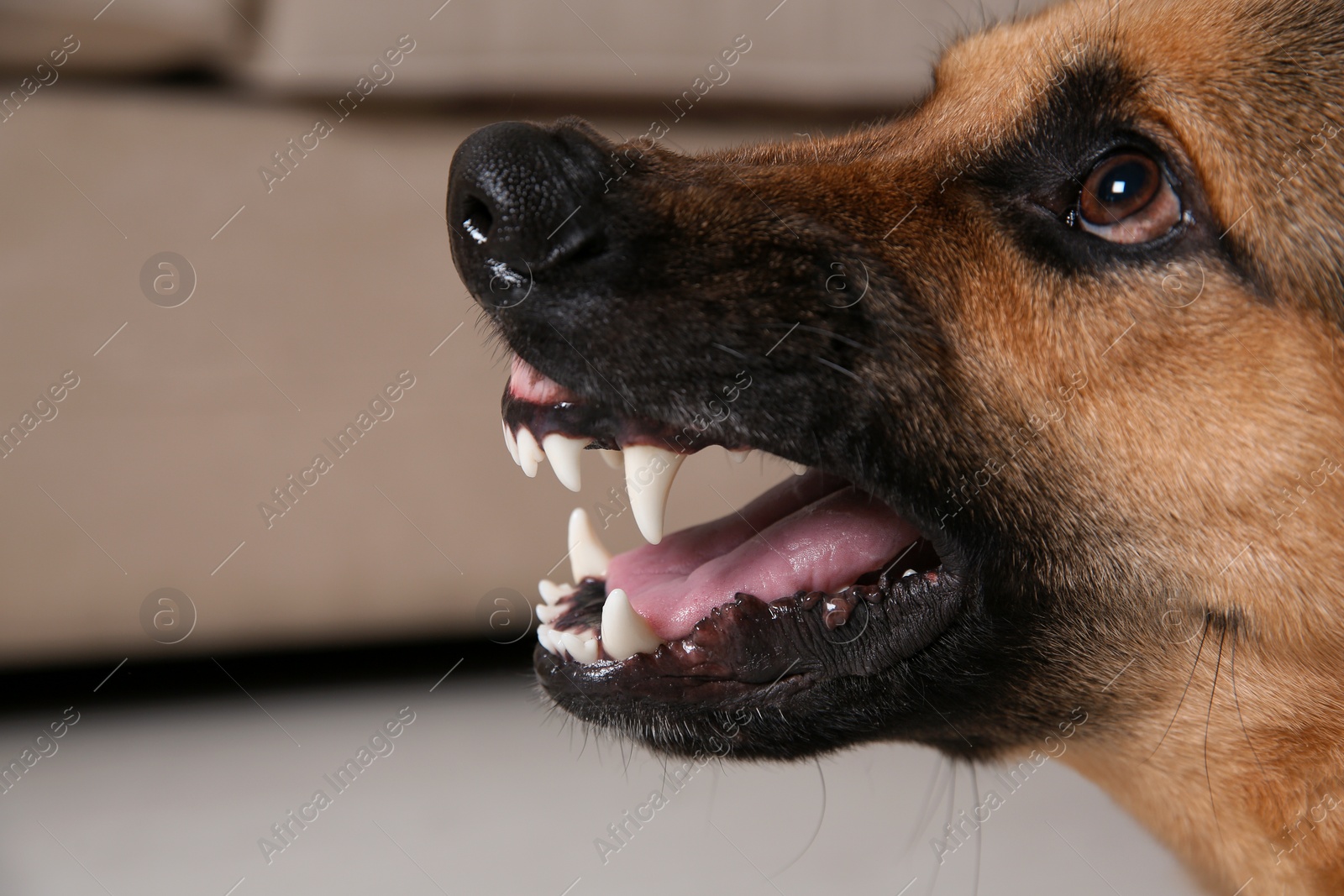 Photo of German Shepherd dog showing its teeth indoors, closeup