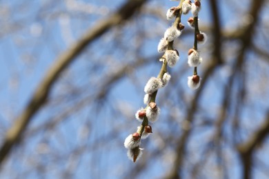 Photo of Beautiful fluffy catkins on willow branches against blue sky. Space for text