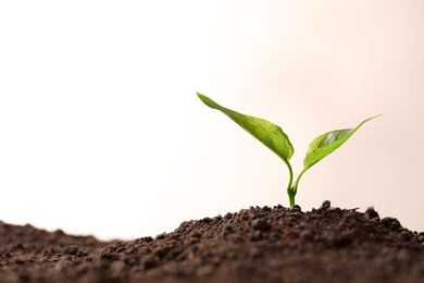 Young seedling in fertile soil on light background, space for text