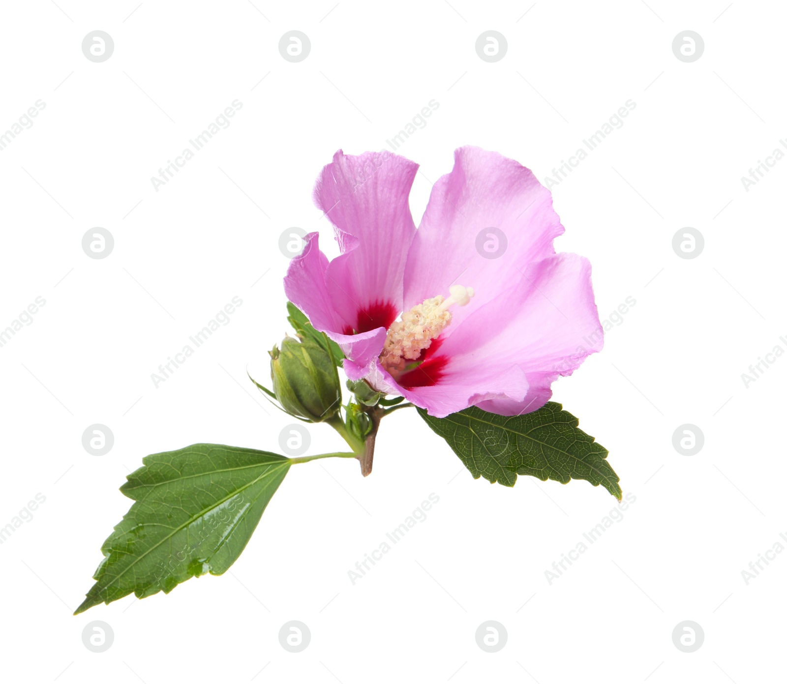 Photo of Beautiful tropical Hibiscus flower on white background