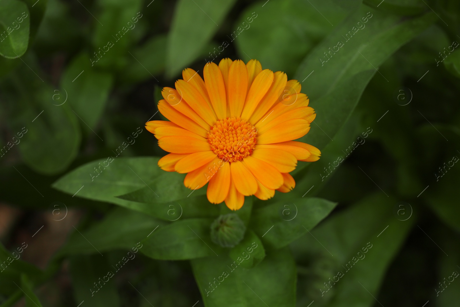 Photo of Beautiful blooming calendula flower growing outdoors, closeup