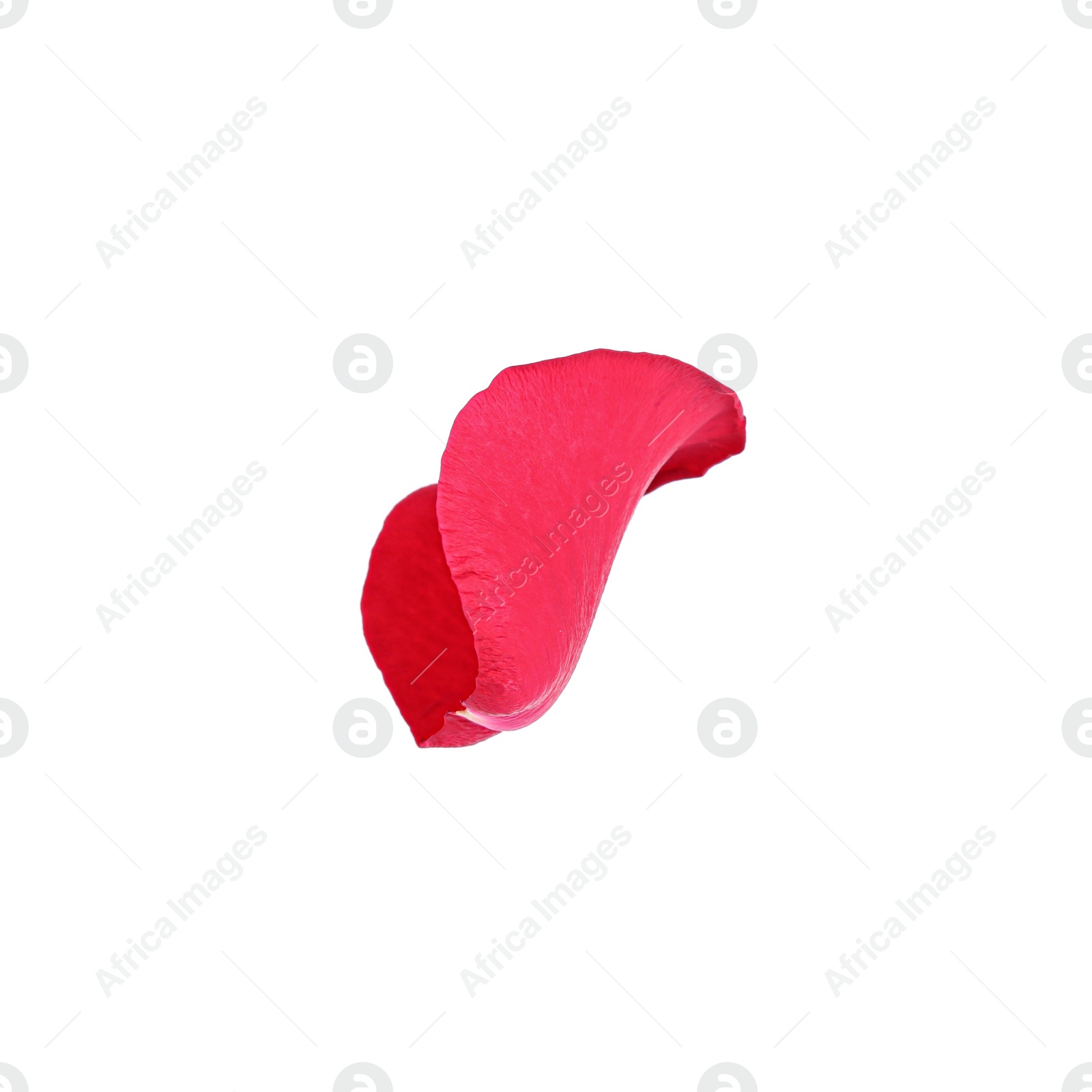 Photo of Tender red rose petal isolated on white