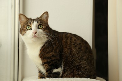 Cute cat with green eyes at home. Adorable pet