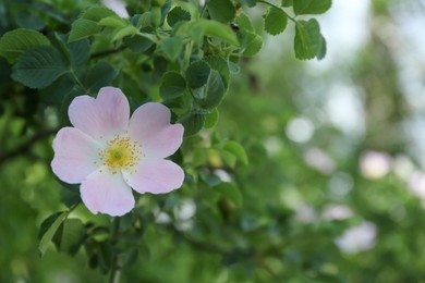 Photo of Blooming dog rose plant growing outdoors, closeup. Space for text
