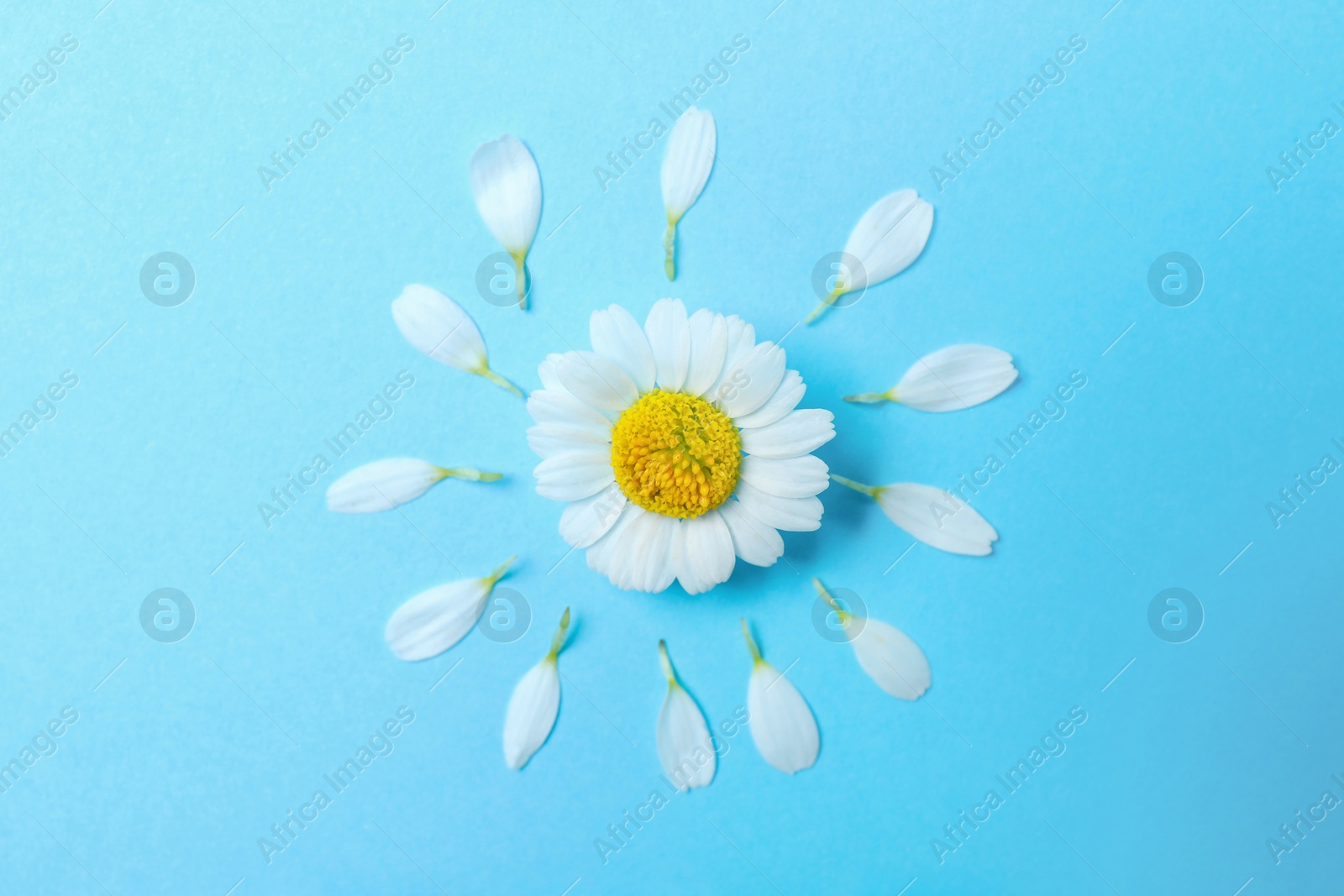 Photo of Flat lay composition with fresh chamomile on light blue background