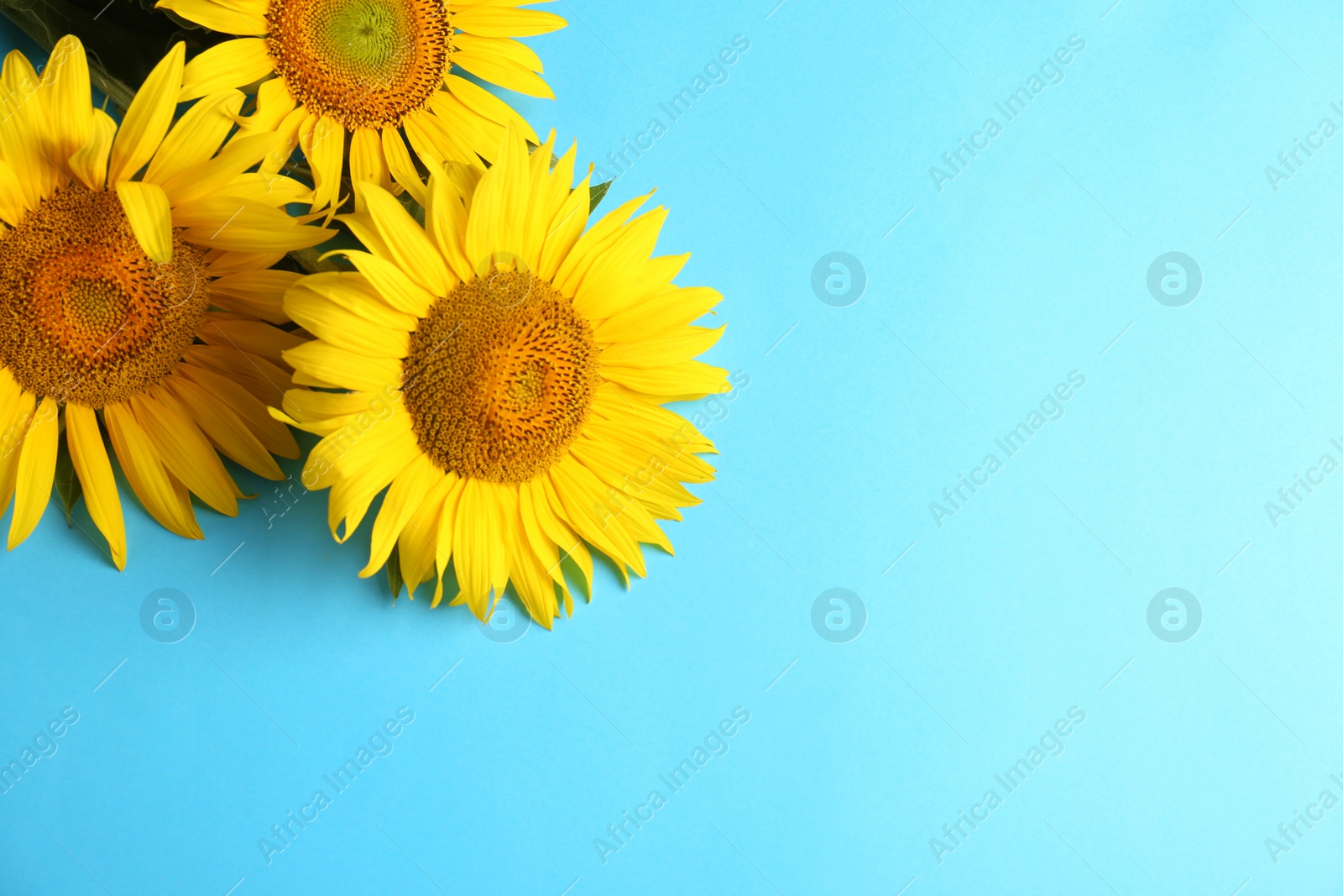 Photo of Beautiful bright sunflowers on light blue background, flat lay. Space for text