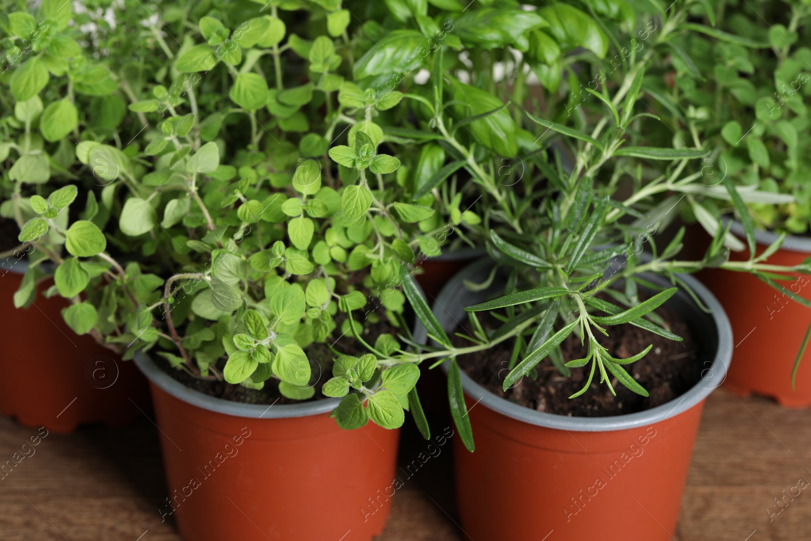 Photo of Different aromatic potted herbs on wooden table, closeup