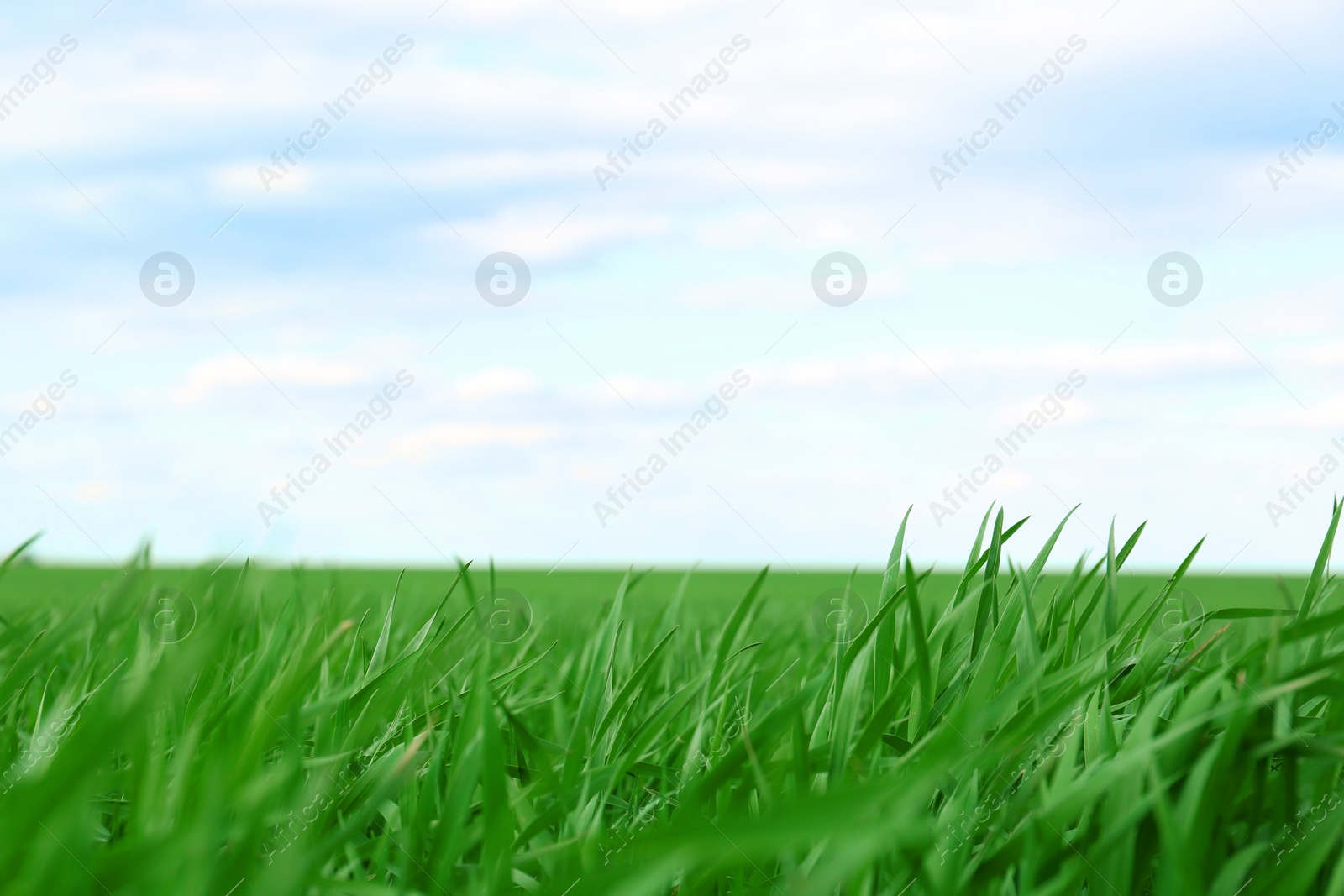 Photo of Agricultural field with young wheat seedlings on cloudy day, closeup