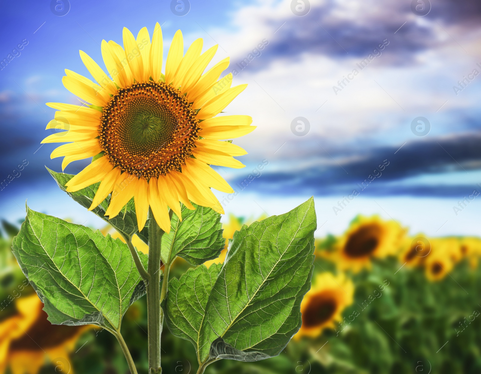 Image of Beautiful sunflower in field under blue sky with clouds