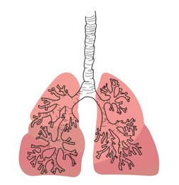 Illustration of  human lungs on white background